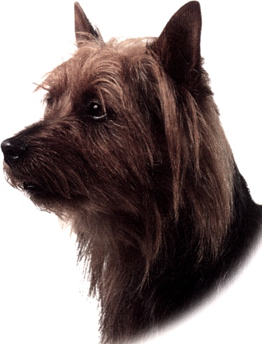 Australian terrier