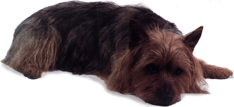 Australian terrier