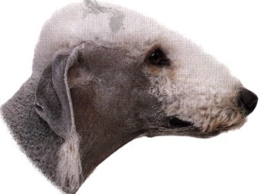 Bedlington terrier