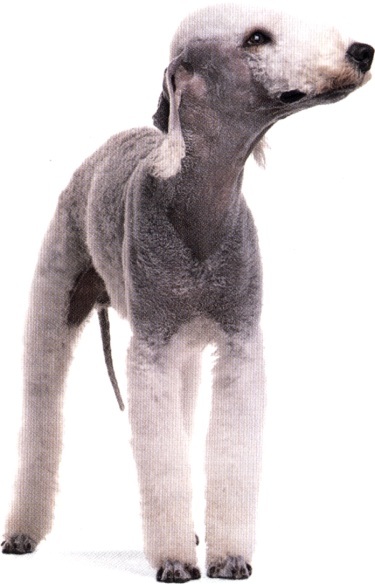 Bedlington terrier