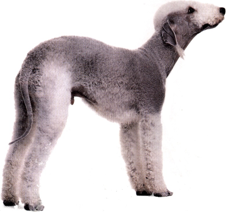Bedlington terrier
