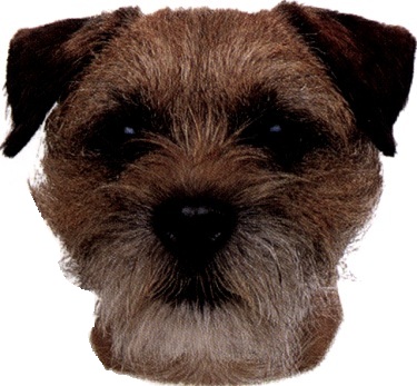 Border terrier
