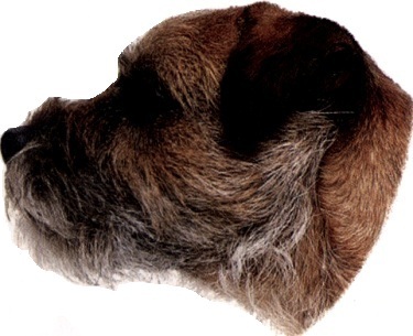 Border terrier