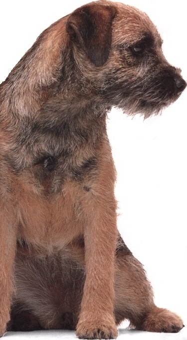 Border terrier