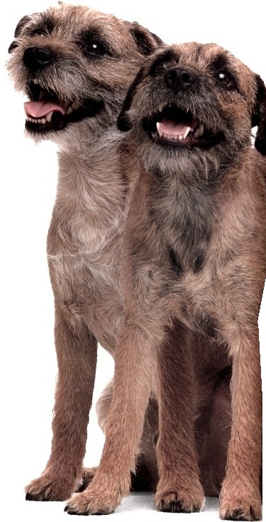 Border terrier