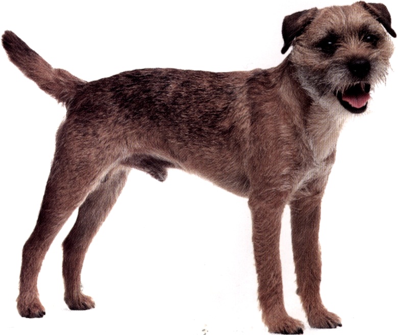 Border terrier