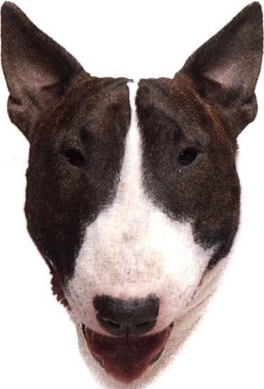 Bull terrier