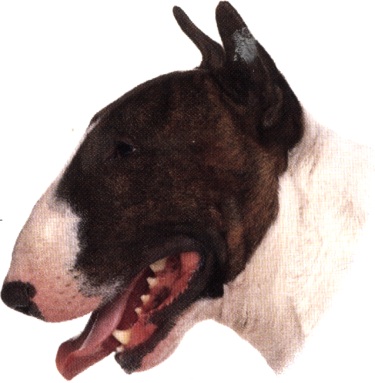 Bull terrier