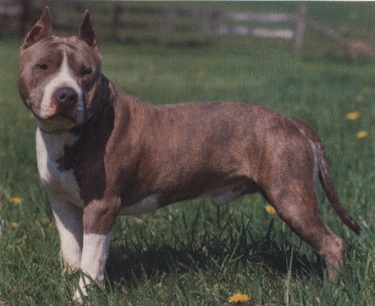 Bull terrier