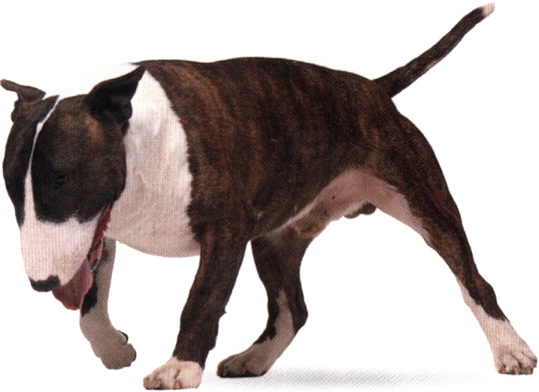 Bull terrier