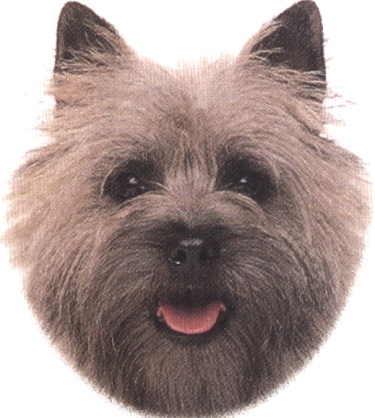 Cairn terrier