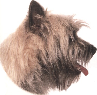 Cairn terrier