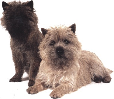 Cairn terrier