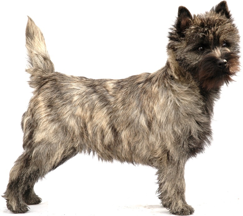 Cairn terrier