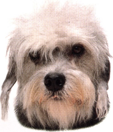 Dandie dinmont terrier