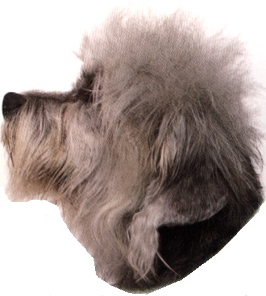 Dandie dinmont terrier