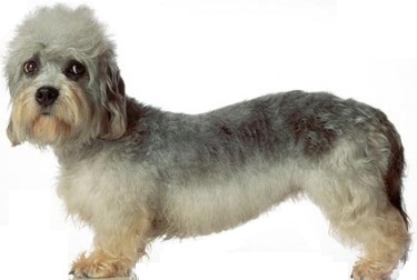 Dandie dinmont terrier
