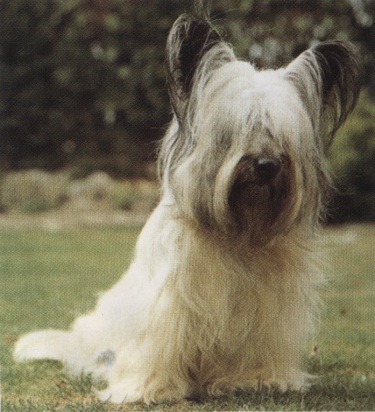 Dandie dinmont terrier