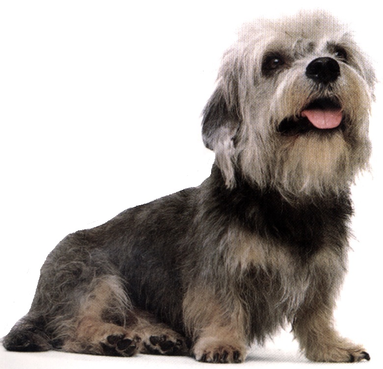 Dandie dinmont terrier