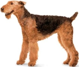 Airedale terrier