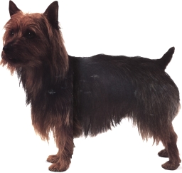 Australian terrier