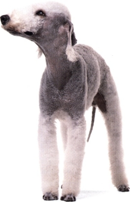 Bedlington terrier