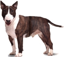 Bull terrier