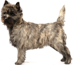 Cairn terrier