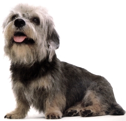 Dandie dinmont terrier