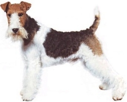 Fox terrier