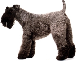 Kerry blue o Irish blue terrier