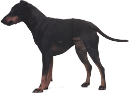 Manchester terrier