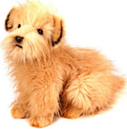 Norfolk terrier