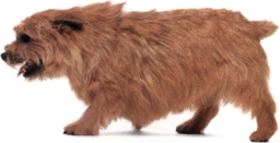 Norwich terrier