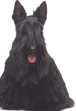 Scottish terrier