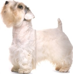 Sealyham terrier