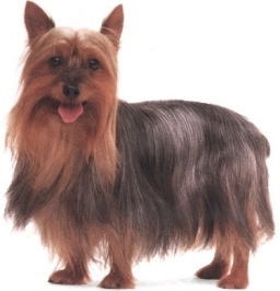 Australian silky terrier