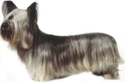 Skye terrier