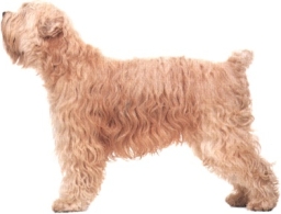 Soft-coated wheaten terrier
