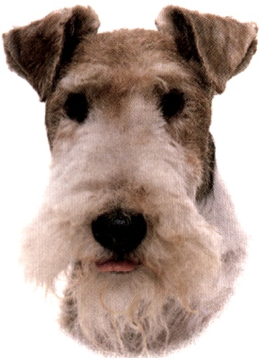 Fox terrier