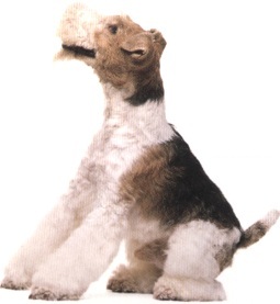 Fox terrier