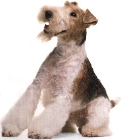 Fox terrier