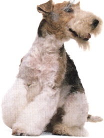 Fox terrier