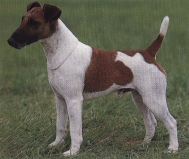 Fox terrier