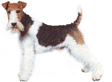 Fox terrier