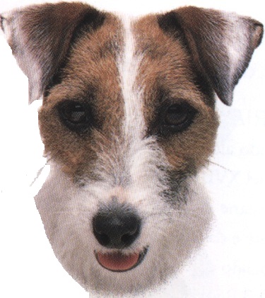 Jack russell terrier