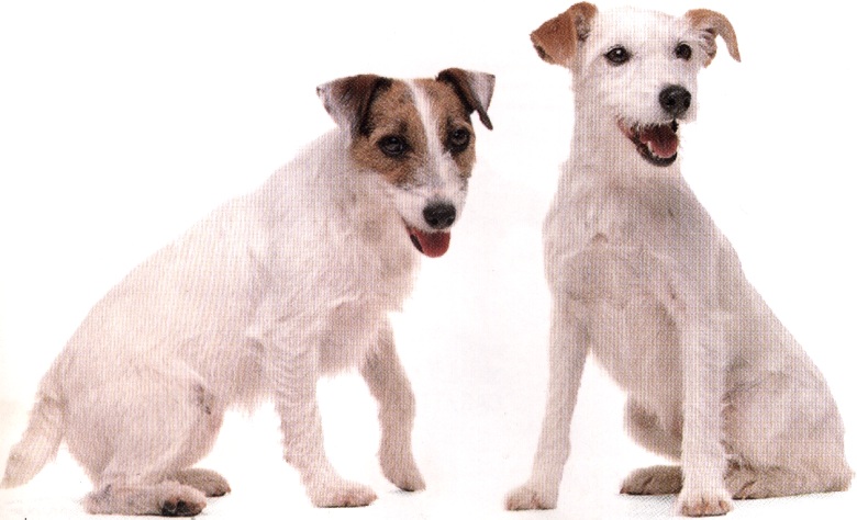 Jack russell terrier