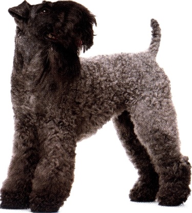 Kerry blue o Irish blue terrier