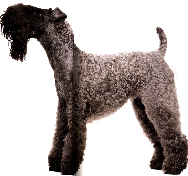 Kerry blue o Irish blue terrier