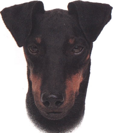 Manchester terrier